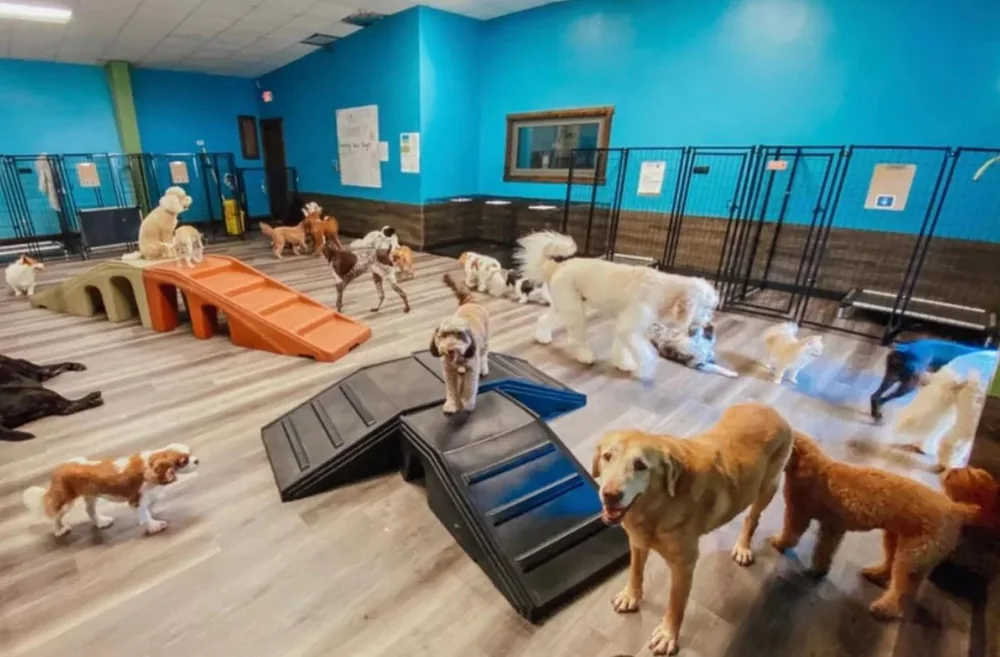 Boarding & Daycare