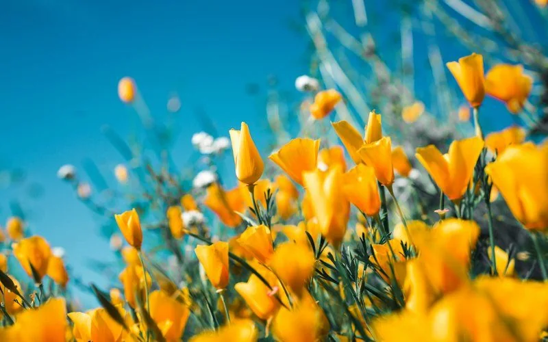 Florists
